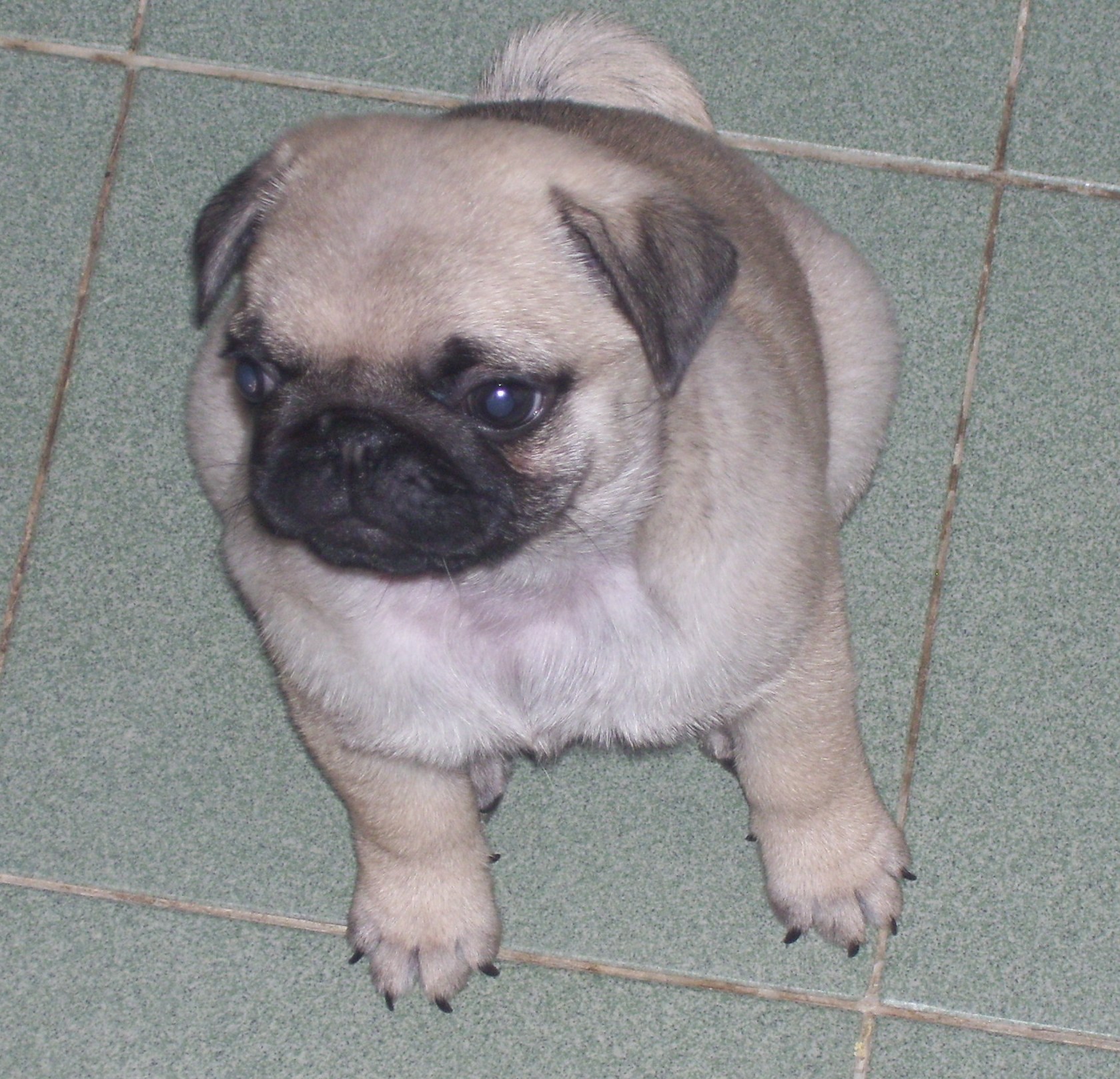 Štěňátko Beky 6.jpg
